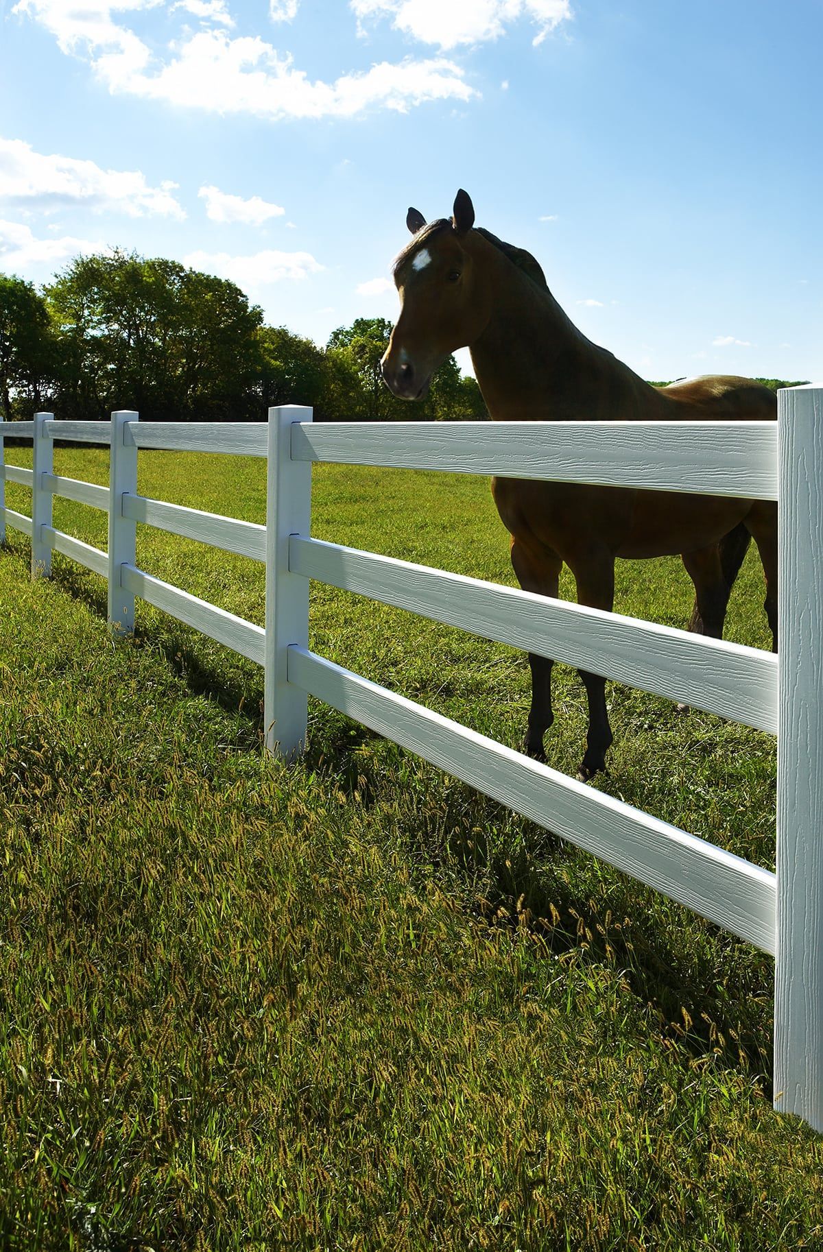 Brown horse behind a white fence in a grassy field on a sunny day.