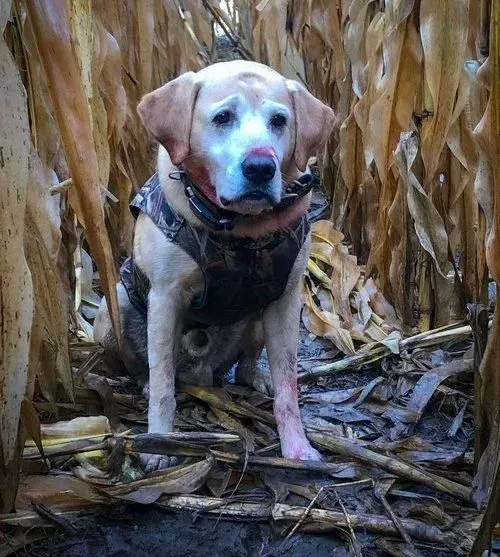 Yellow Labrador dog in camouflage vest sits in a cornfield, looking forward.