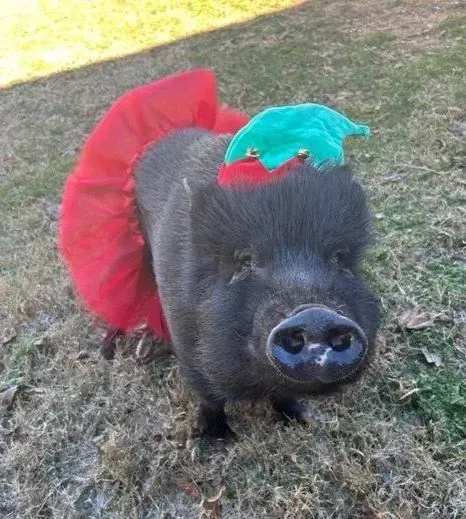 Black pig wearing a red tutu and a teal headpiece, standing on dry grass.