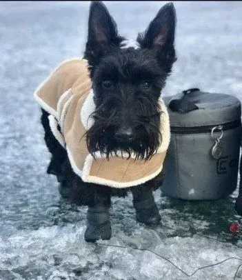 Black Scottish Terrier in a coat and boots stands on ice.