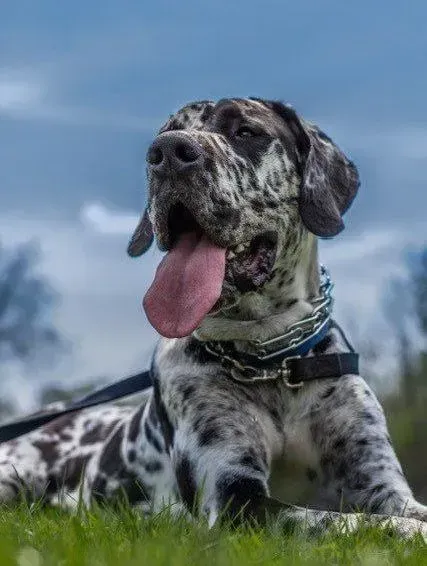 Great Dane dog with speckled black and white coat, panting with tongue out, lying in grass under a cloudy sky.