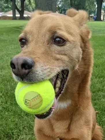 Golden-brown dog in a park with a tennis ball in its mouth.