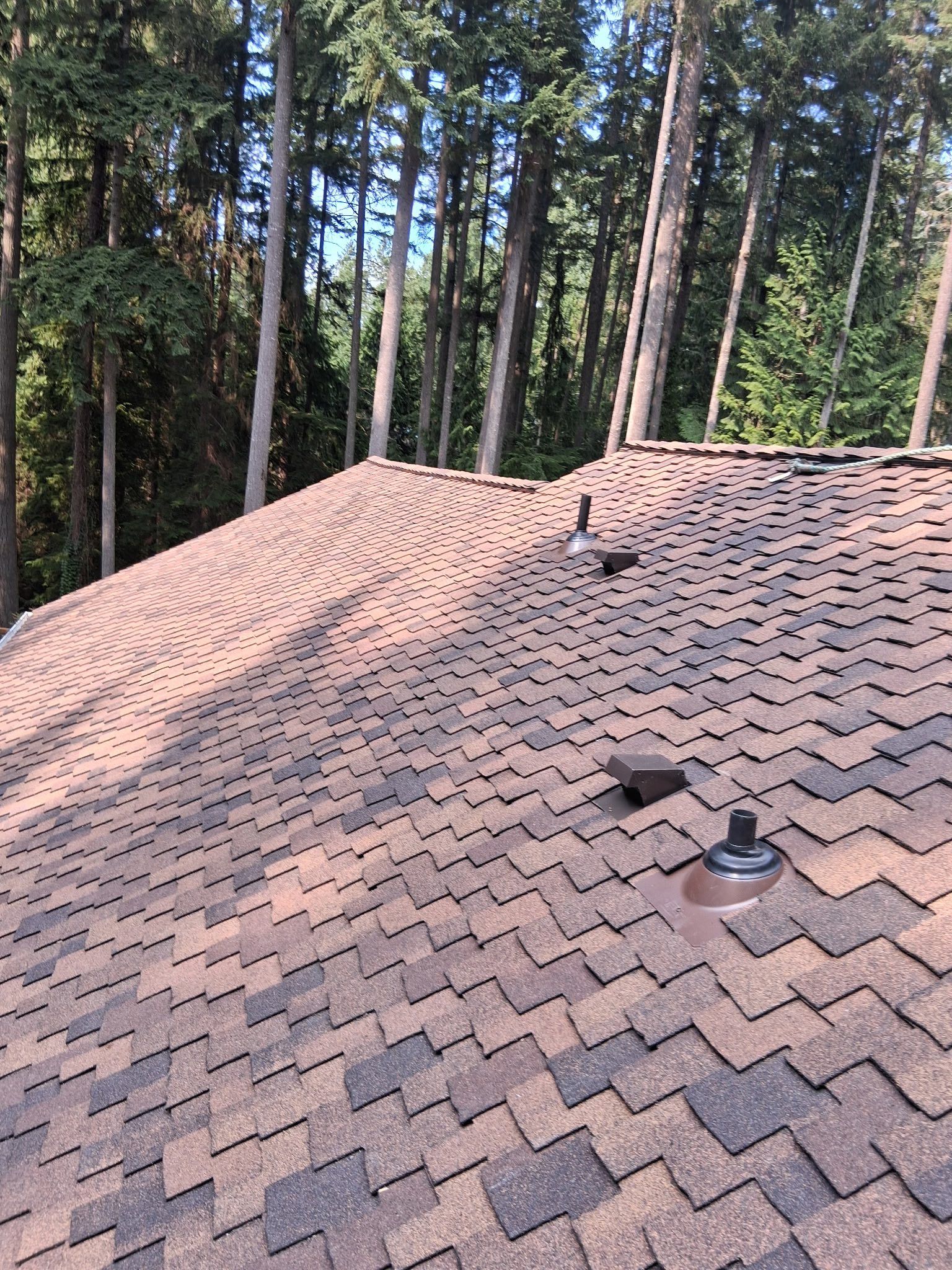 Brown shingle roof with two vents, set in a forest of tall green trees.
