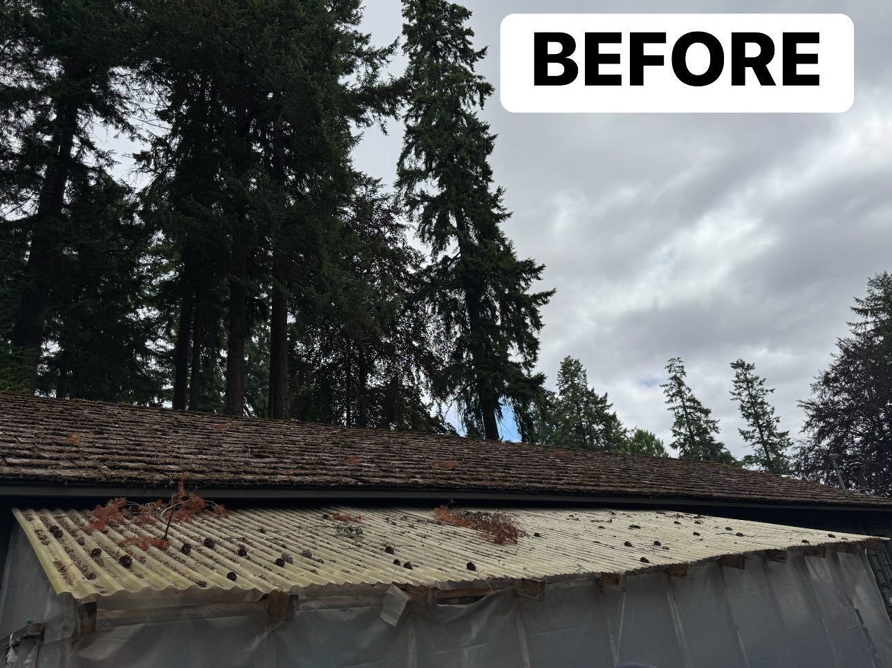 A deteriorating rooftop covered in debris before tree work. Cloudy sky, evergreen trees in background.
