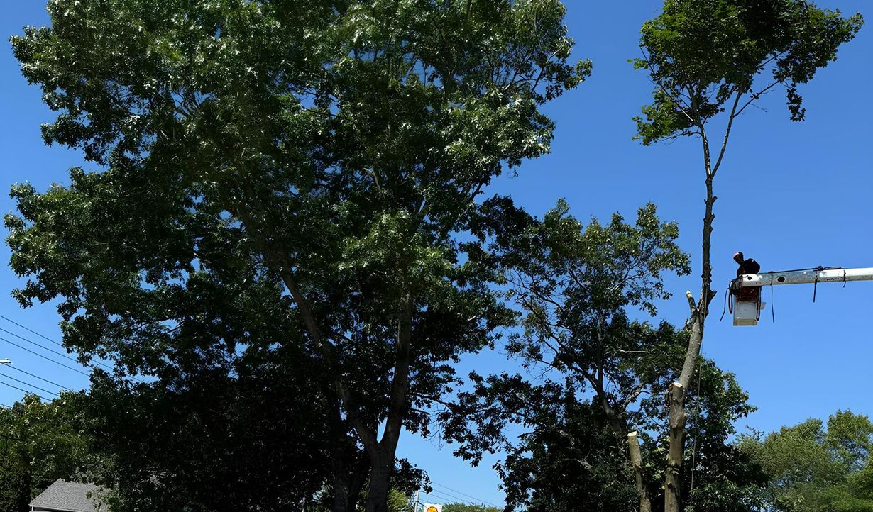 Top Climber Tree Service LLC