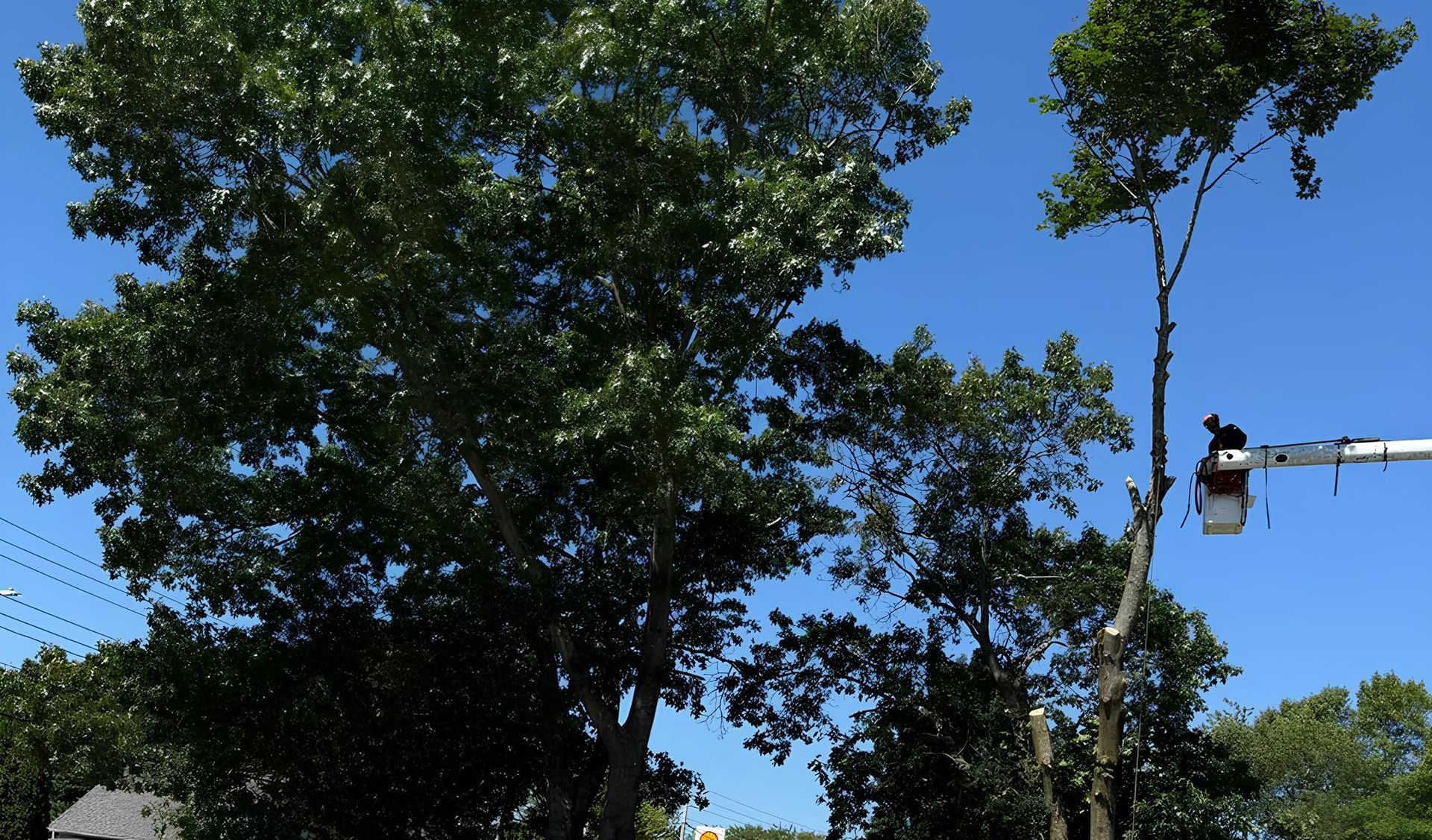 Top Climber Tree Service LLC