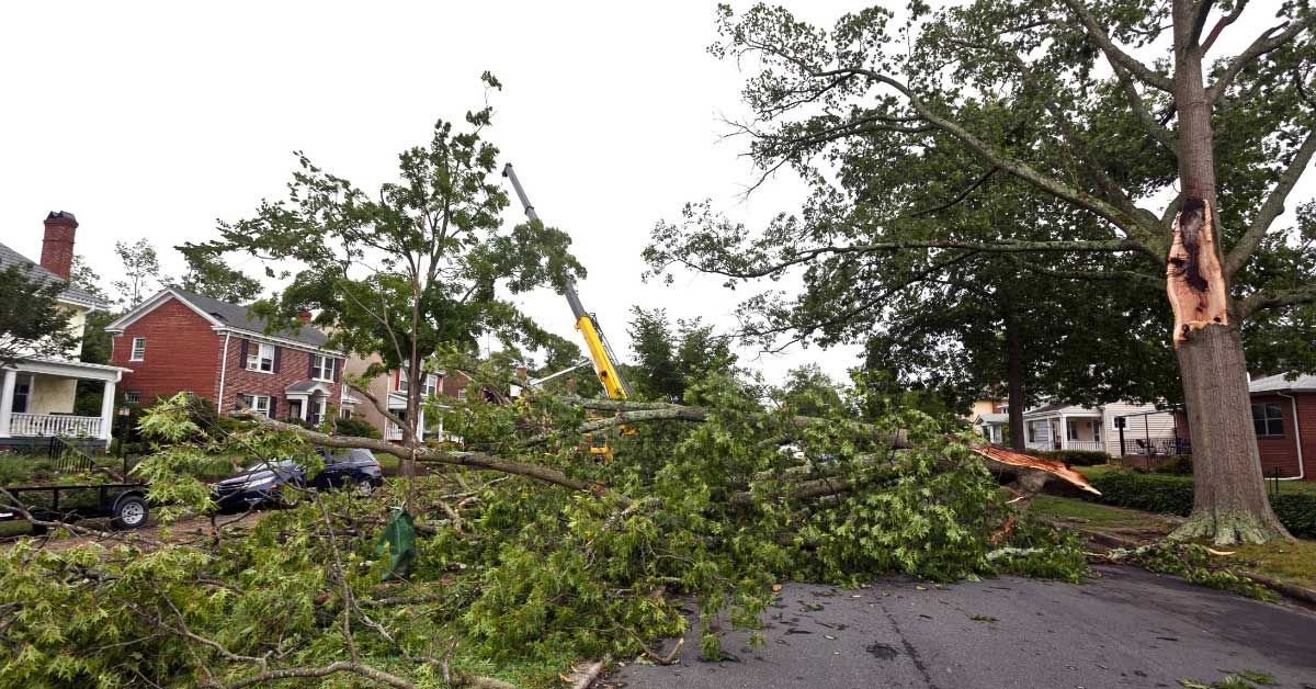 Top Climber Tree Service LLC