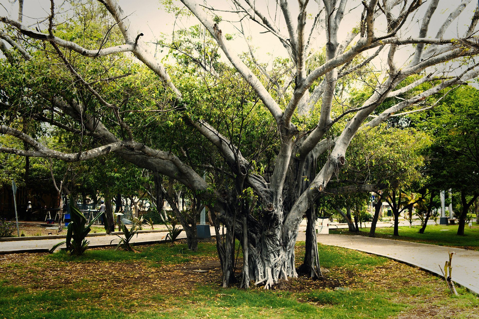 Large tree with light bark in a park, surrounded by green foliage, a path, and other trees.