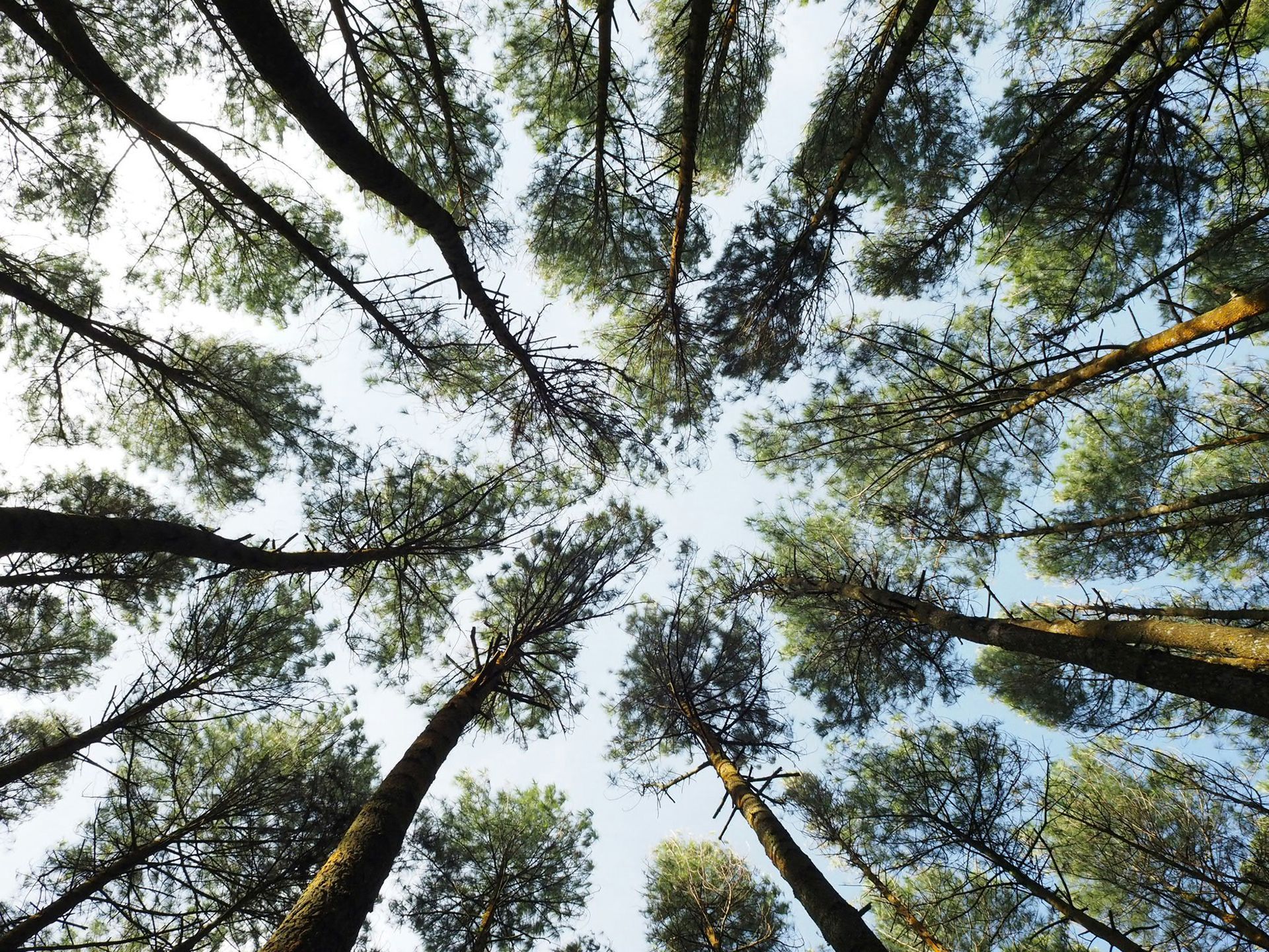 Looking up at tall pine trees against a light blue sky.