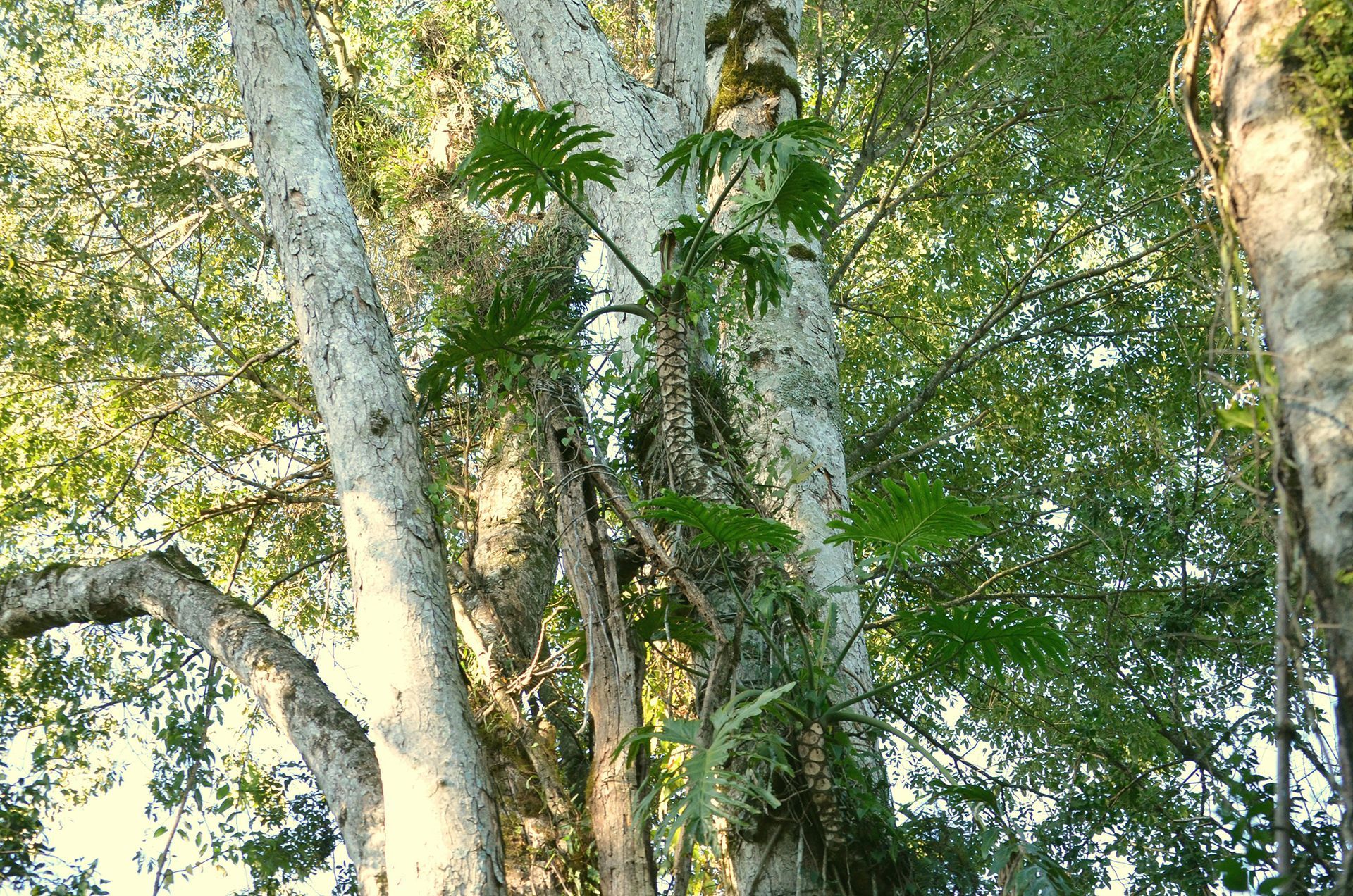 A tree trunk with white bark and large green leaves with a tropical plant growing on it.