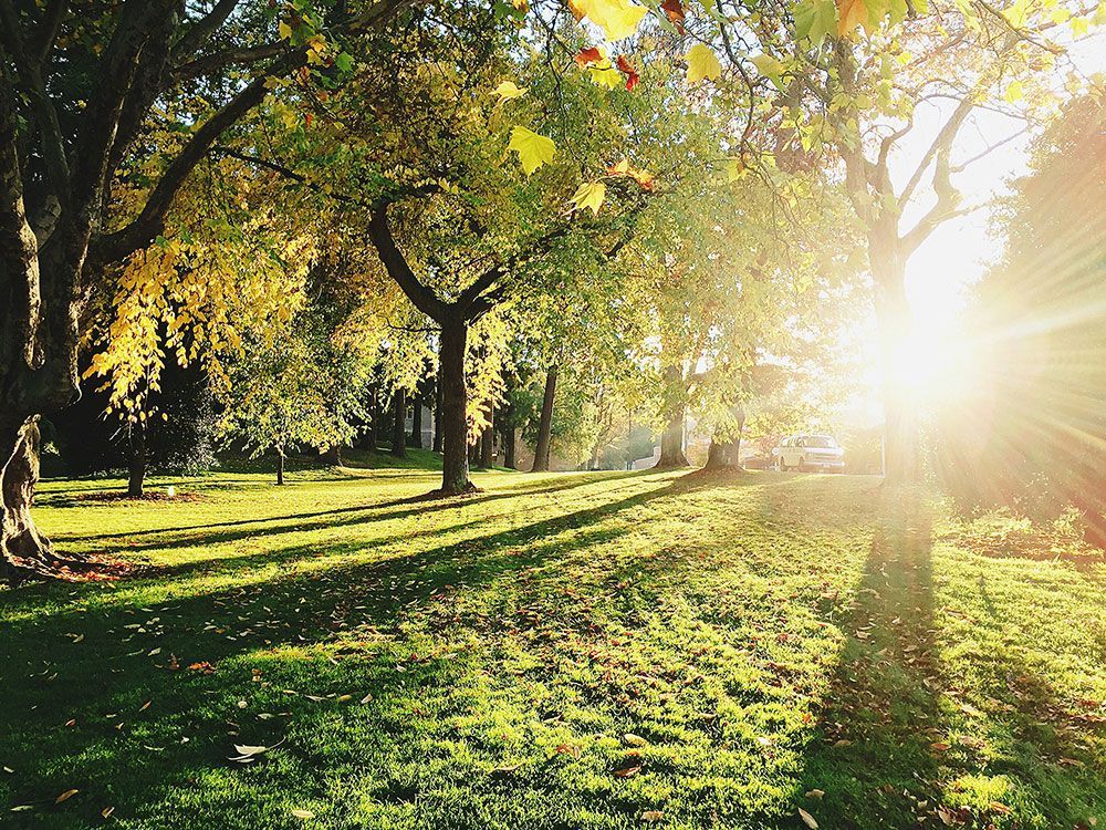 Sunlit park scene with green grass, trees, and golden light filtering through the leaves.