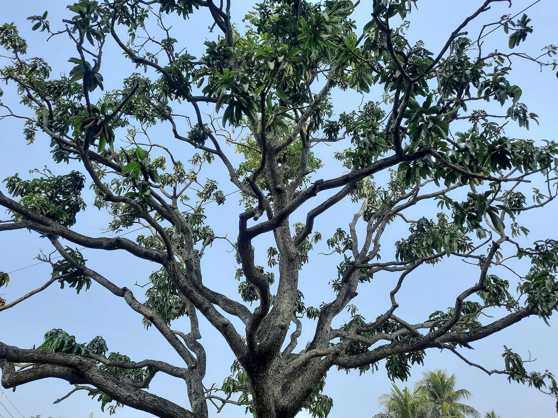 Tree with textured bark, branches spread against a pale blue sky, sparse green leaves.