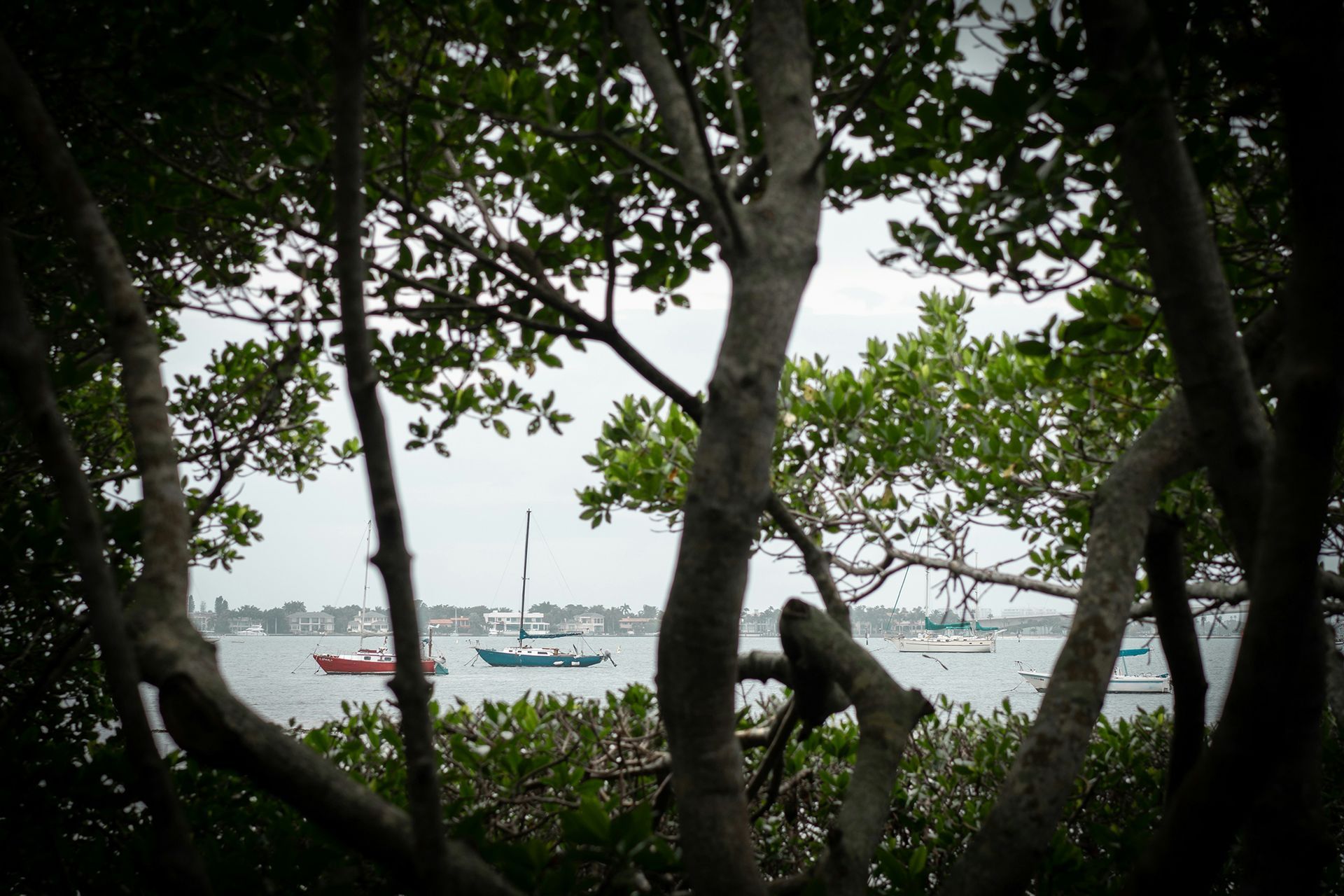 Boats on water seen through mangrove trees, cloudy sky.