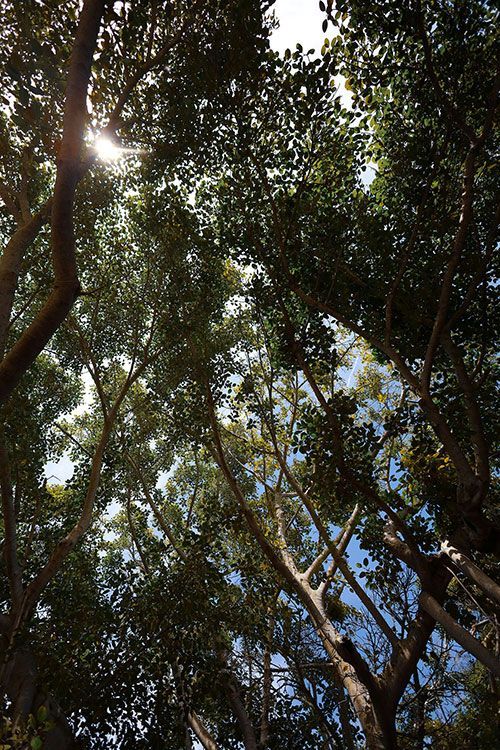 Looking up at a tree canopy; sunlight filters through green leaves and branches.
