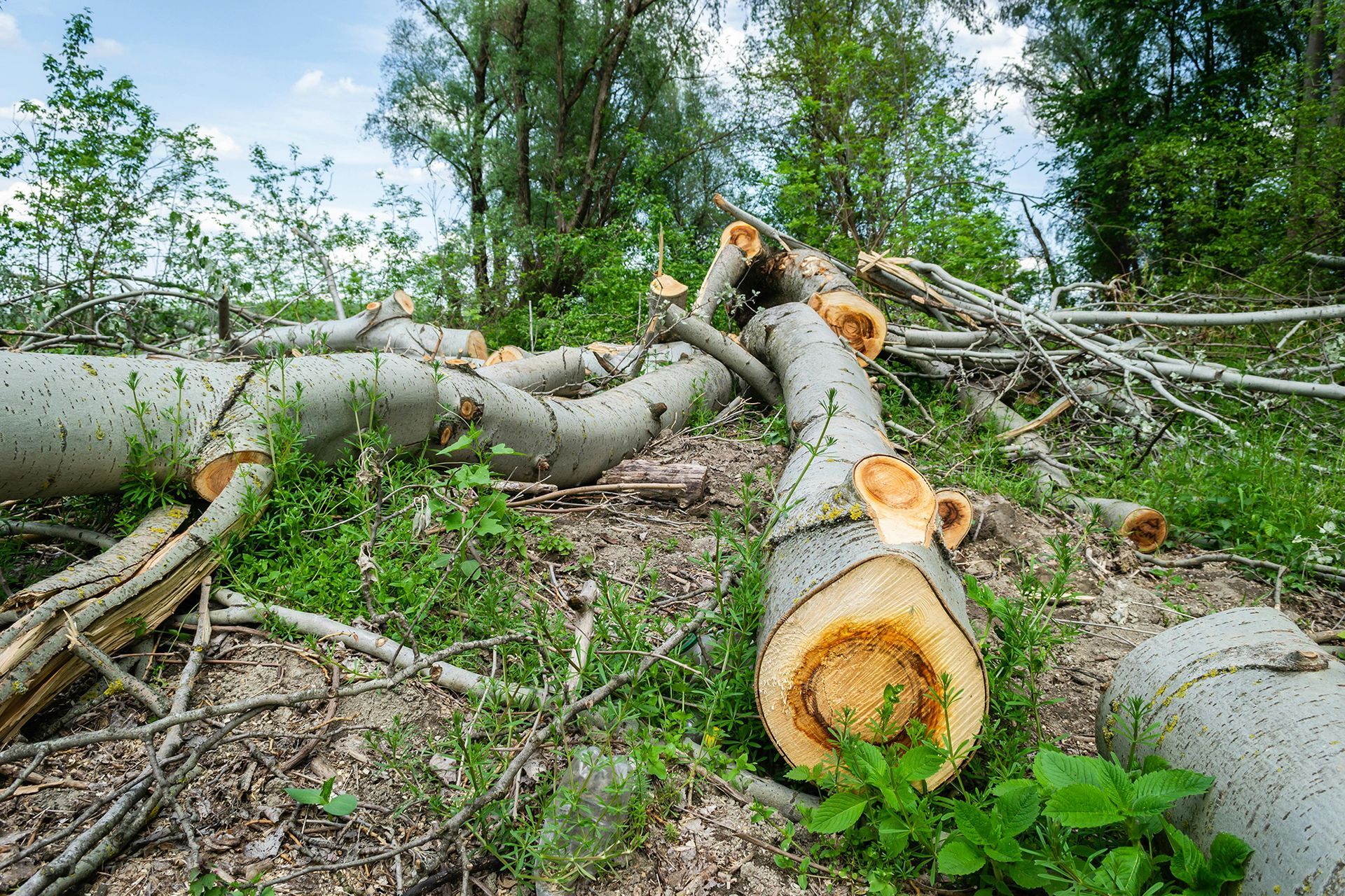 Felled tree logs on the ground with fresh-cut edges; green grass and trees in the background.