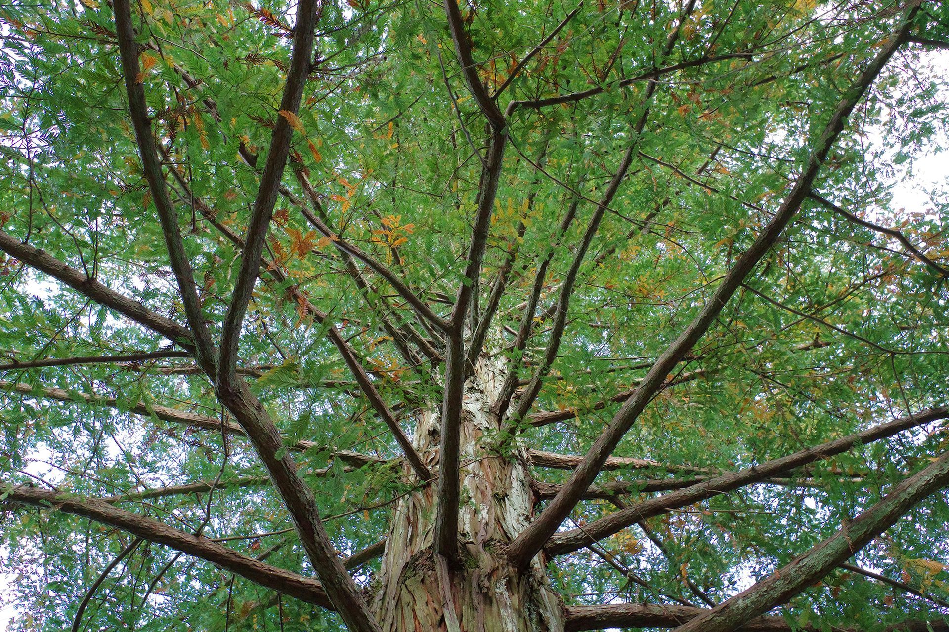 Looking up at a tree, view from the base, with a light colored trunk and branches of green leaves.
