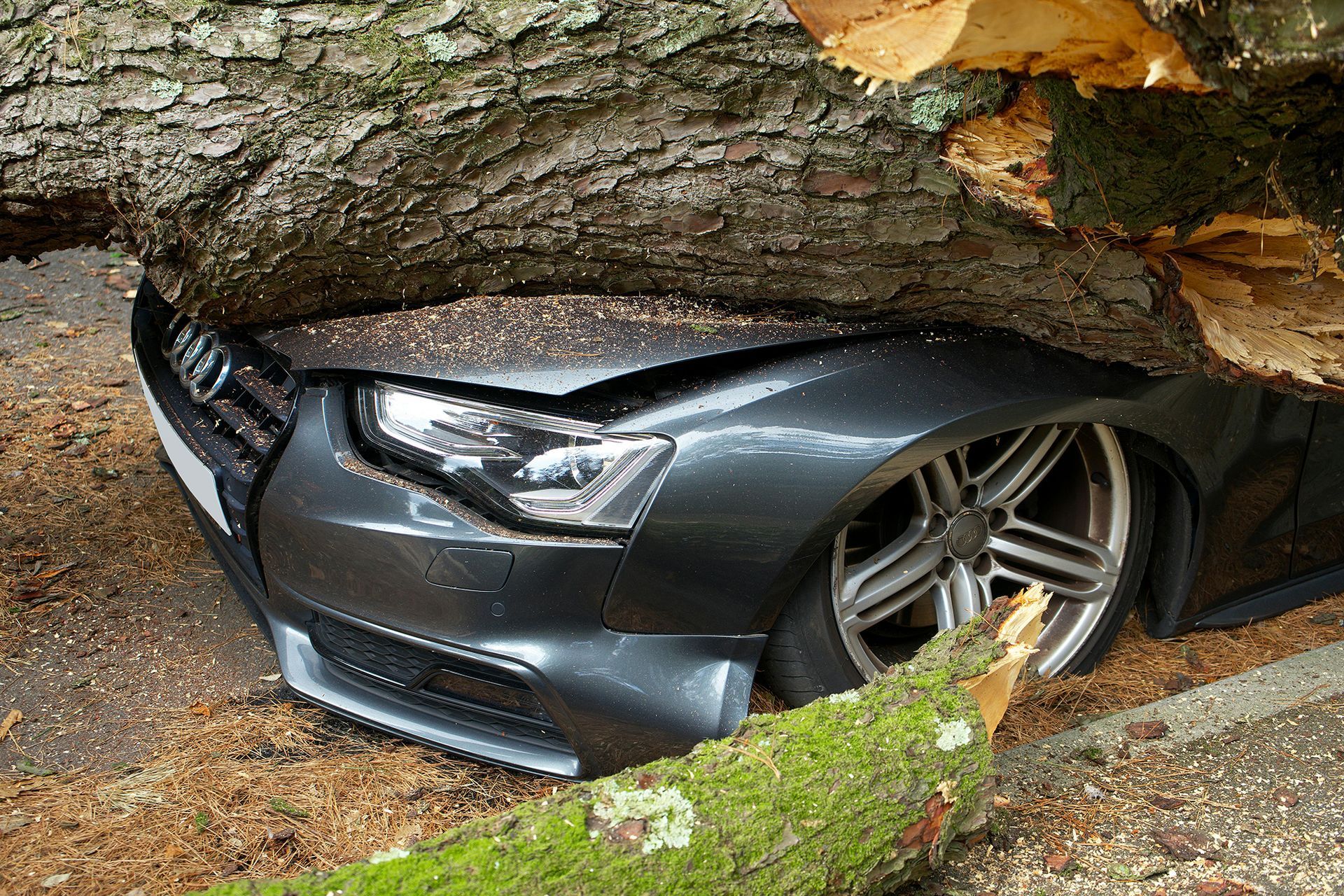 Grey car crushed by fallen tree, damaged hood and roof.