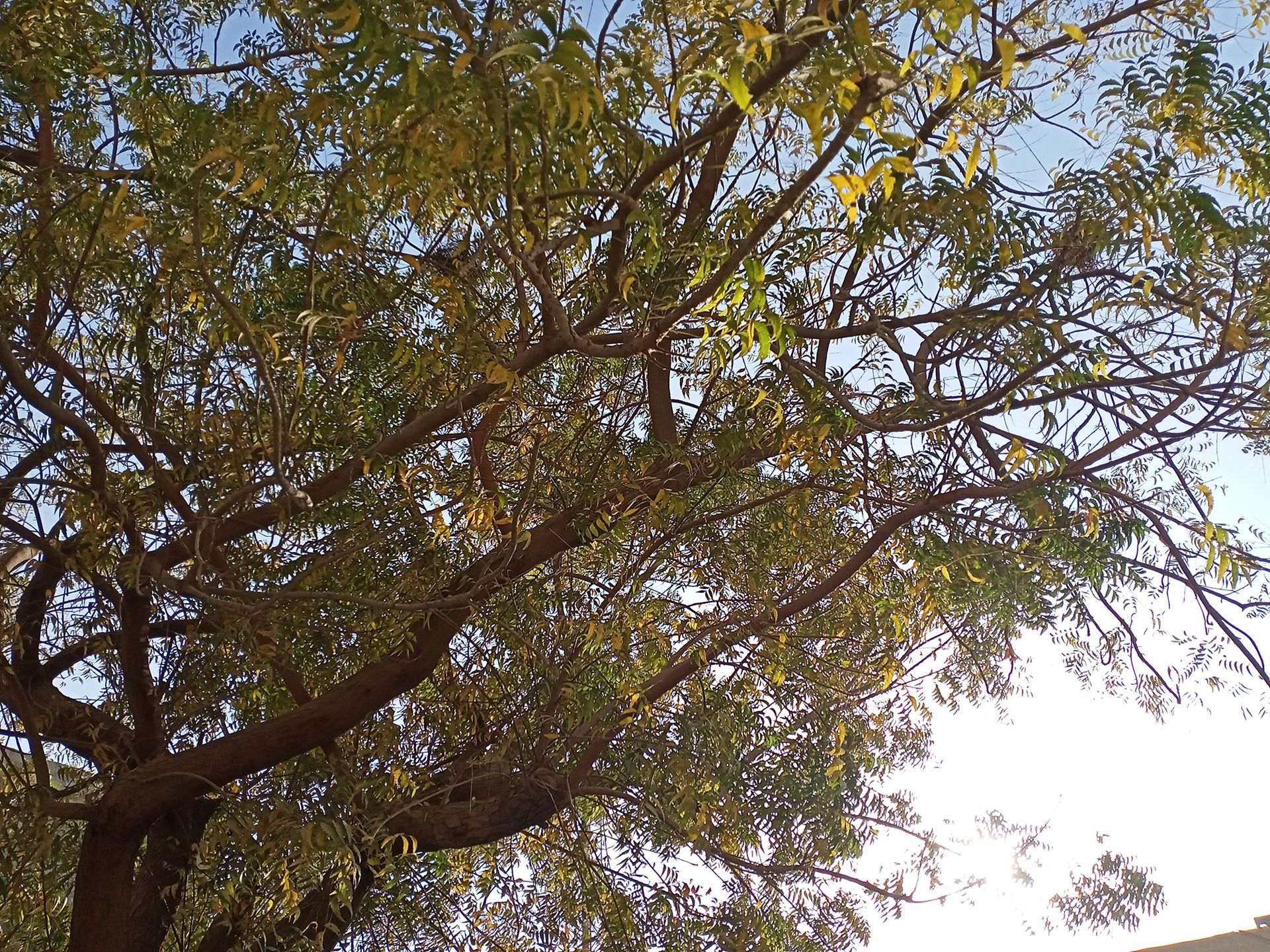 Tree with green and yellow leaves against a blue sky.