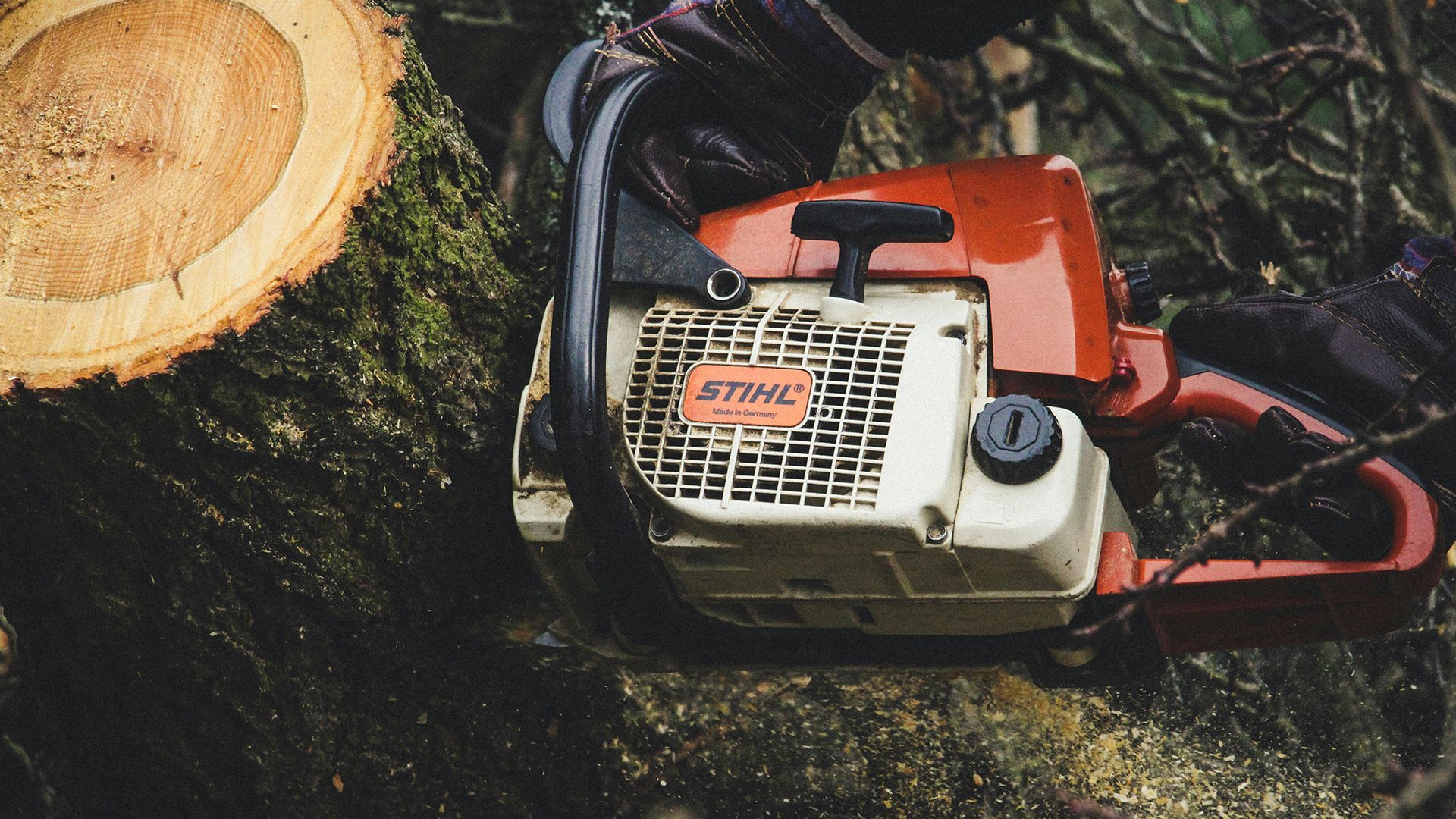 Chainsaw cutting a tree trunk, with a focus on the red and white power tool.