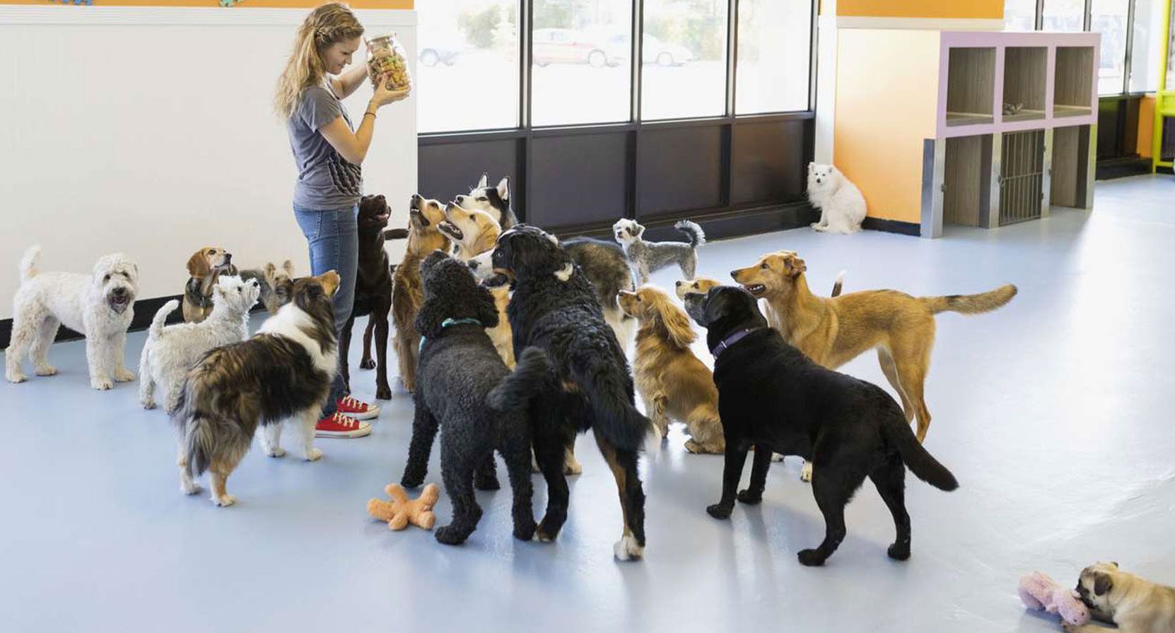 A person holds a treat jar in a room with many dogs of various breeds, sizes, and colors looking toward them.