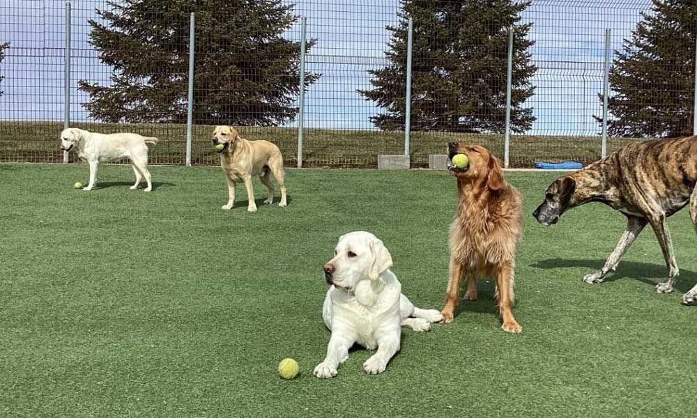 Dogs play on artificial grass. One with a ball in its mouth, one with a ball at its paws.