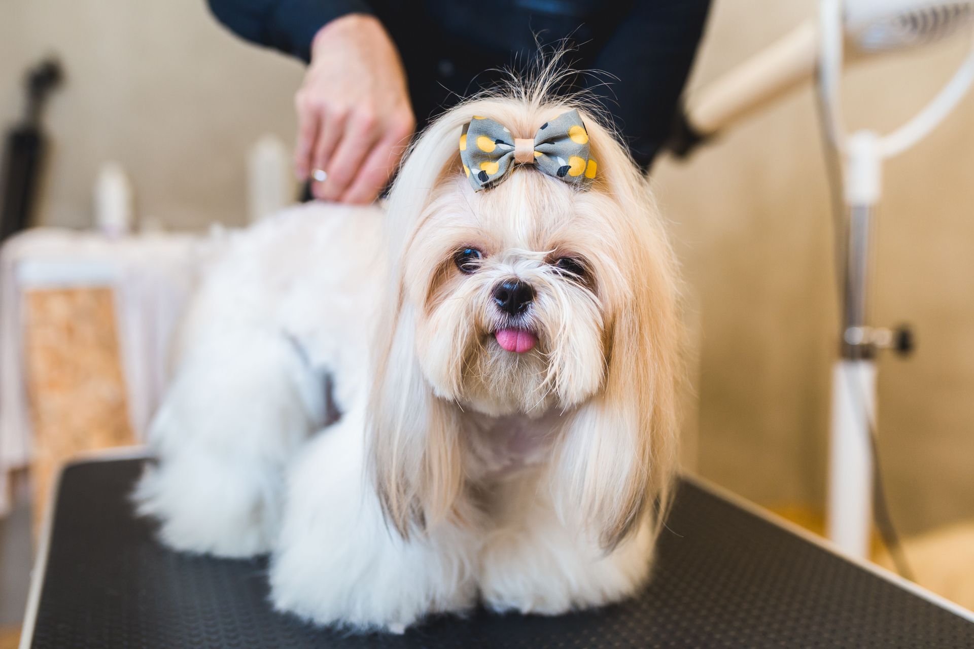 Shih Tzu dog with a bow in its hair, sticking out its tongue, on a grooming table.