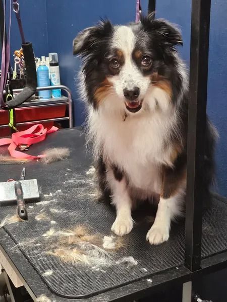 Tri-colored dog on grooming table, fur around. Dog has a happy expression.