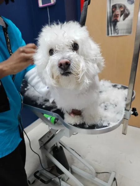White dog being groomed, looking at the camera. Groomer in blue shirt. Salon setting.