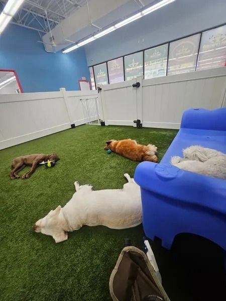 Four dogs resting on green turf in a play area with white fencing and a blue slide.