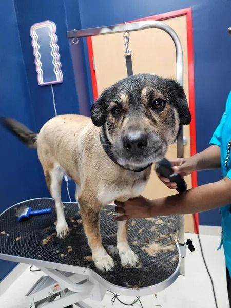 Dog being groomed on a grooming table. Black muzzle, tan body. Groomer in blue scrubs uses clippers.