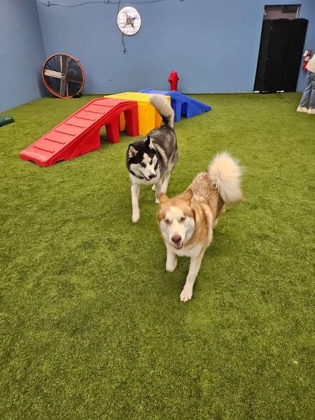 Two huskies in an indoor dog park, one black and white, the other tan. They walk towards the camera, with play structures in the background.