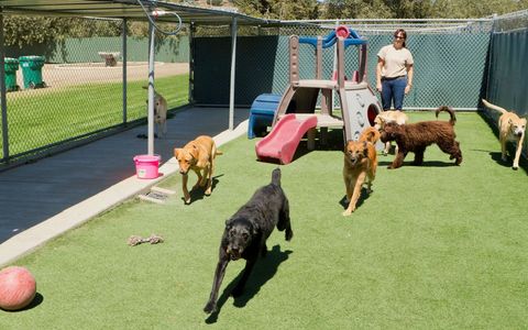 Dogs playing in a dog park with a person supervising. Green turf, playground equipment, and chain-link fence.