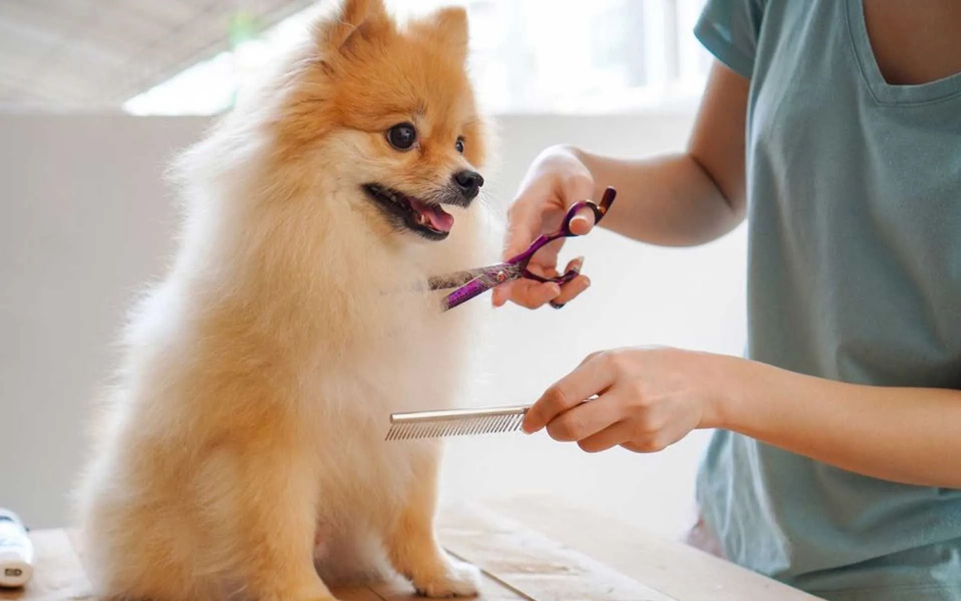 Person grooming a fluffy, tan Pomeranian dog with scissors and comb. Bright setting.