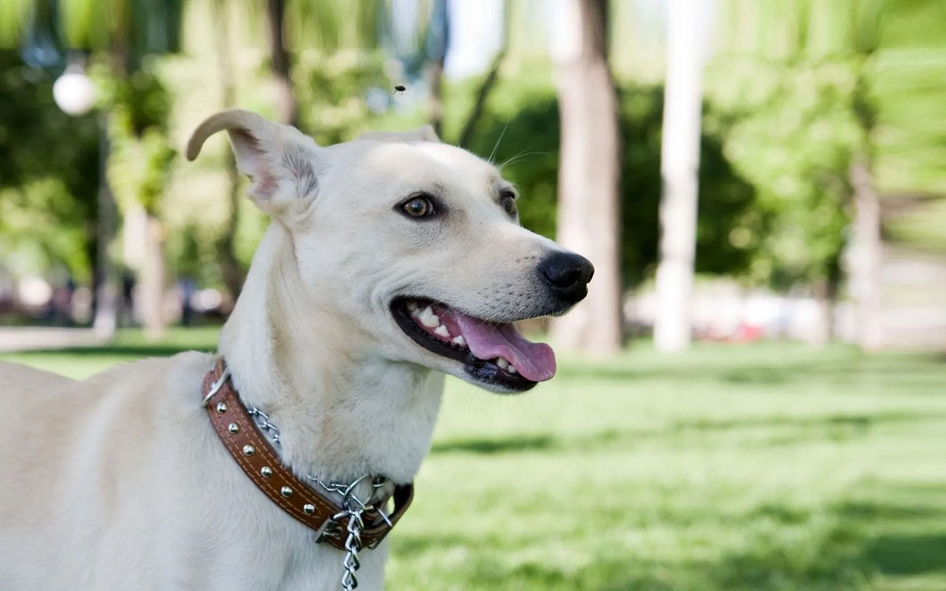 Tan dog with a studded collar panting in a grassy park, trees blurred in the background.