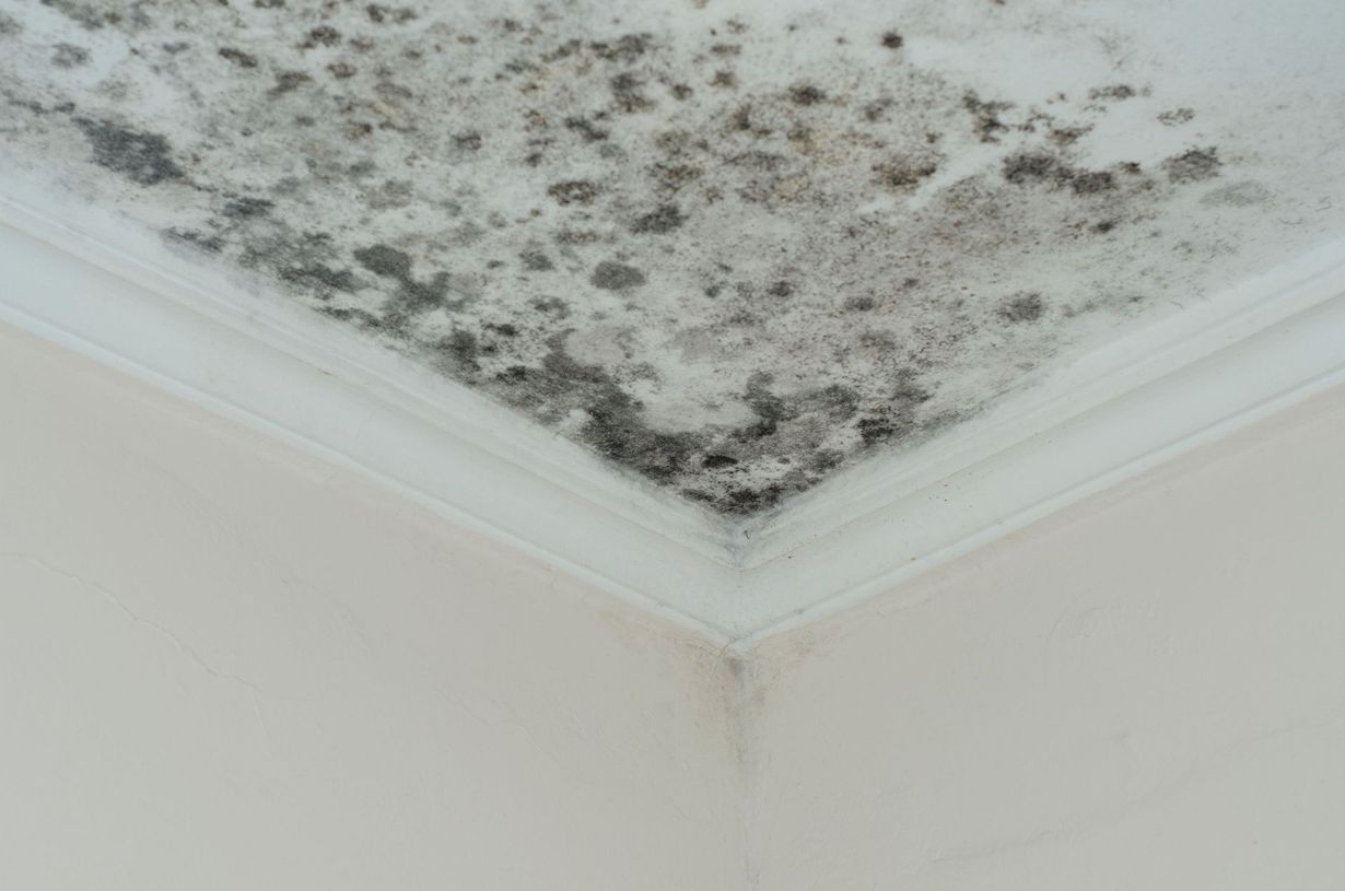 Mold on a ceiling corner, with white walls and a decorative border.