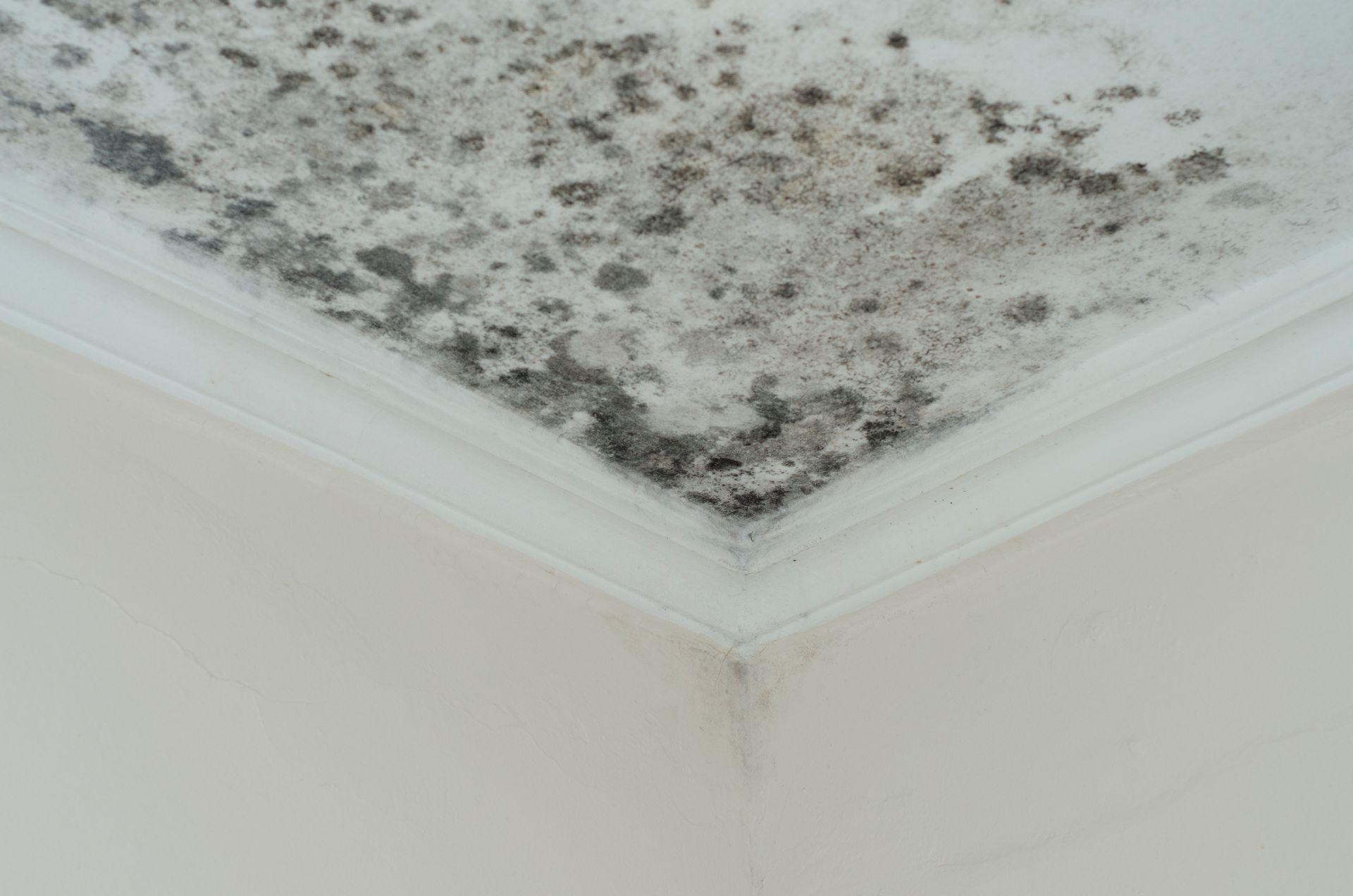 Mold on a ceiling corner, with white walls and a decorative border.