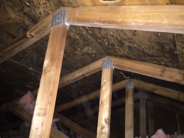Mold cleaning