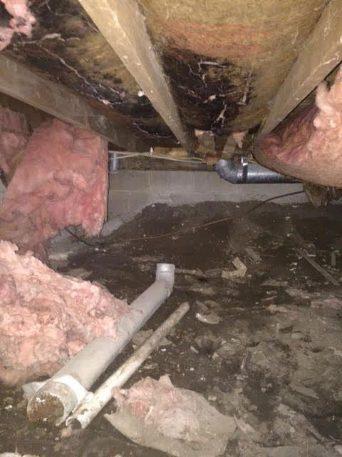 Mold removal