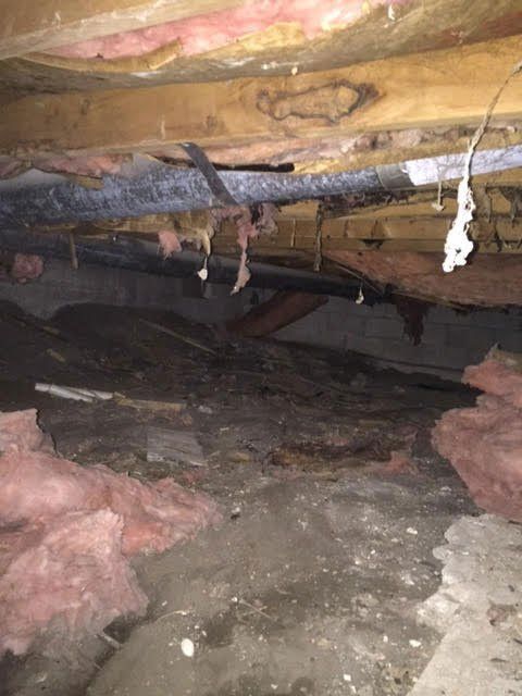 Mold removal
