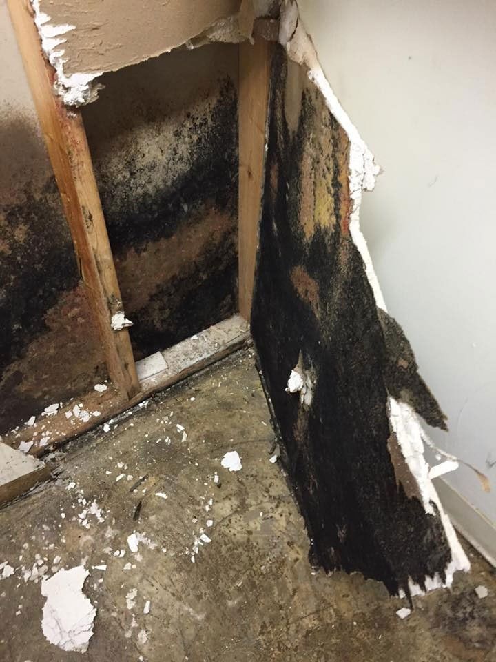 Mold removal