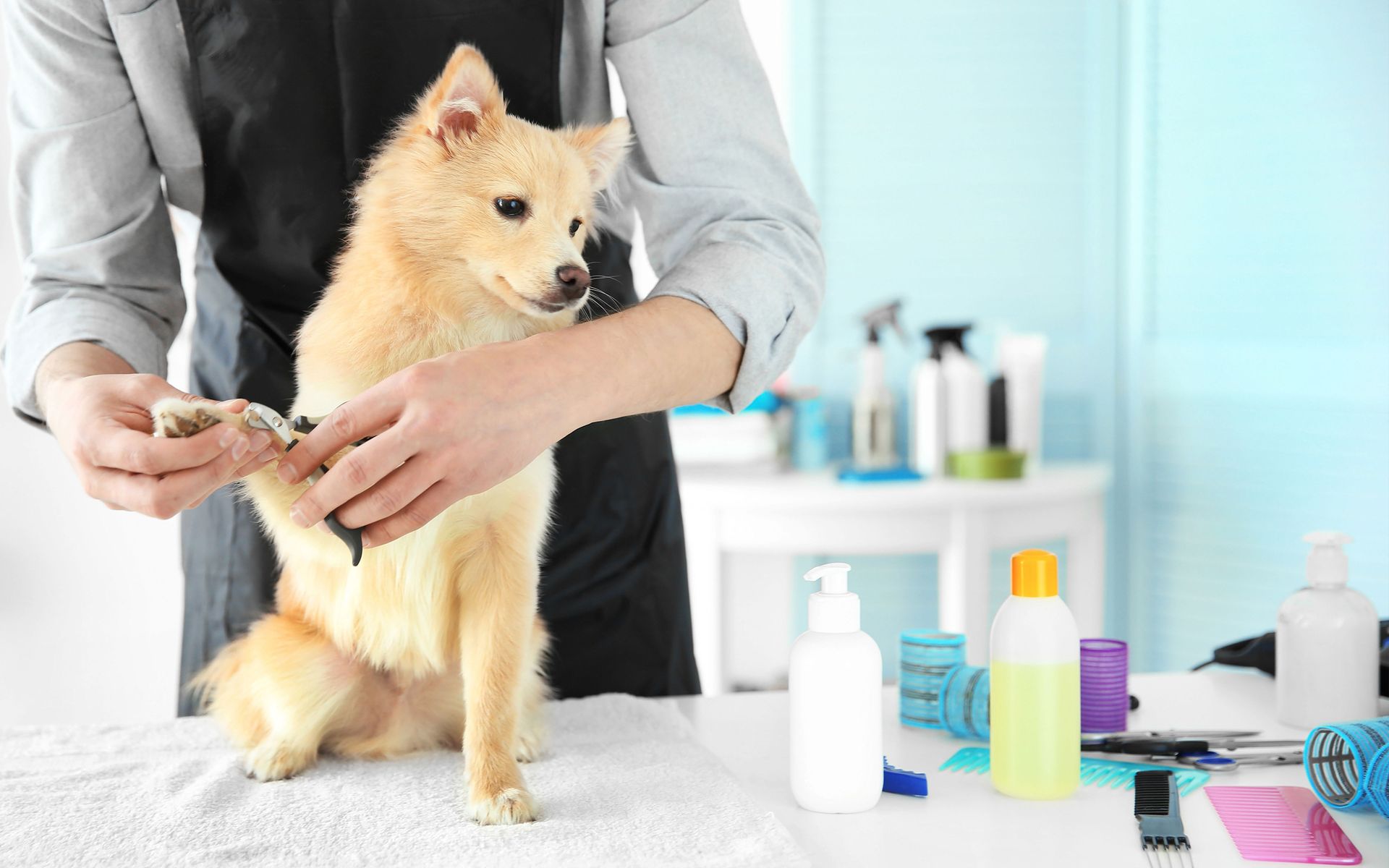 Dog Grooming