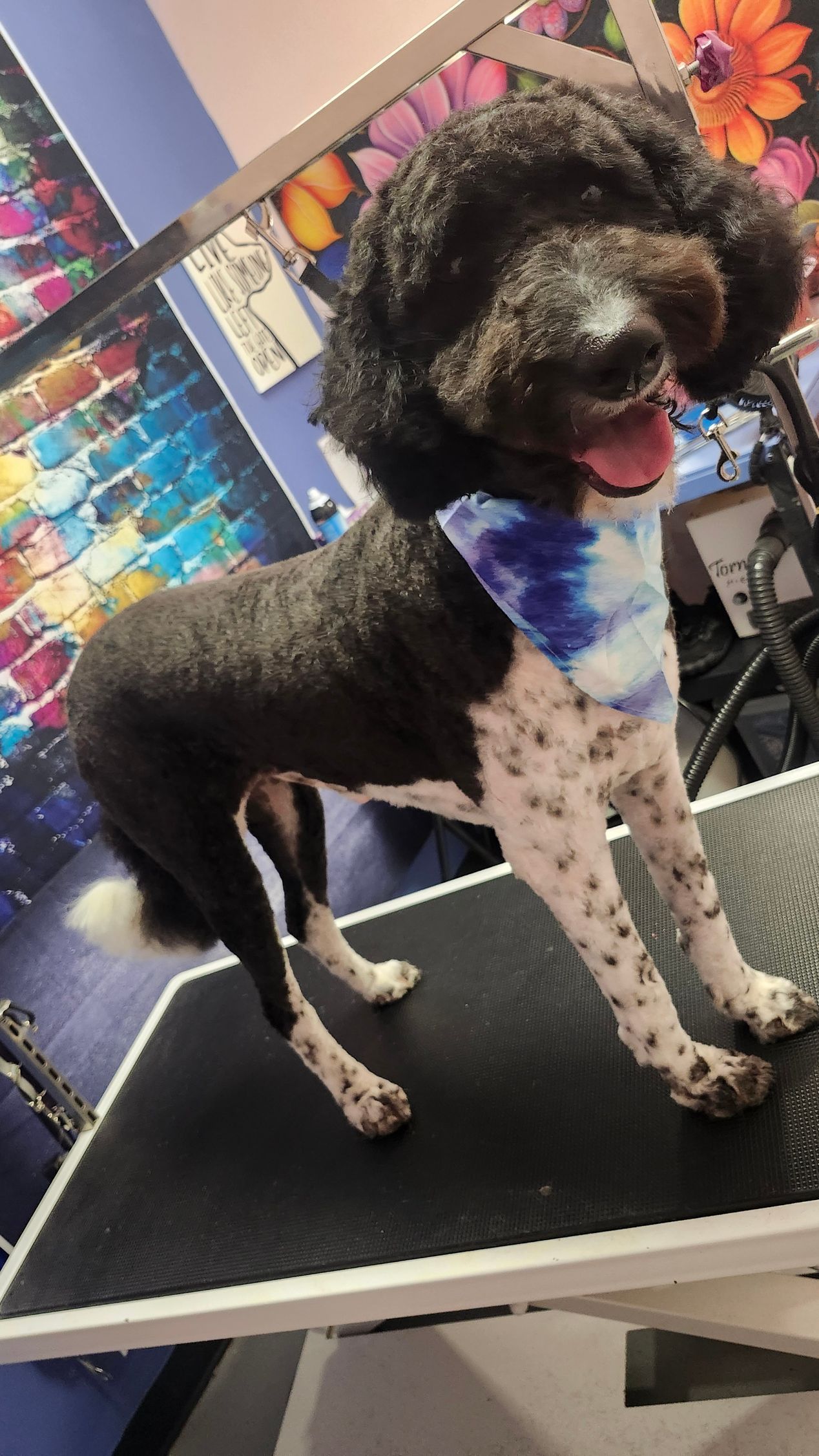dog with black and white fur, unique haircut, wearing a tie-dye bandana
