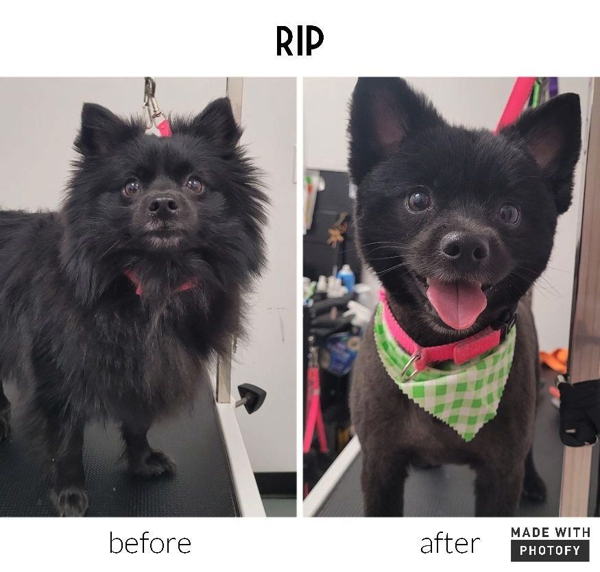 A before and after picture of a black dog 