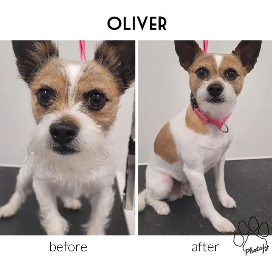 A before and after photo of a dog named Oliver