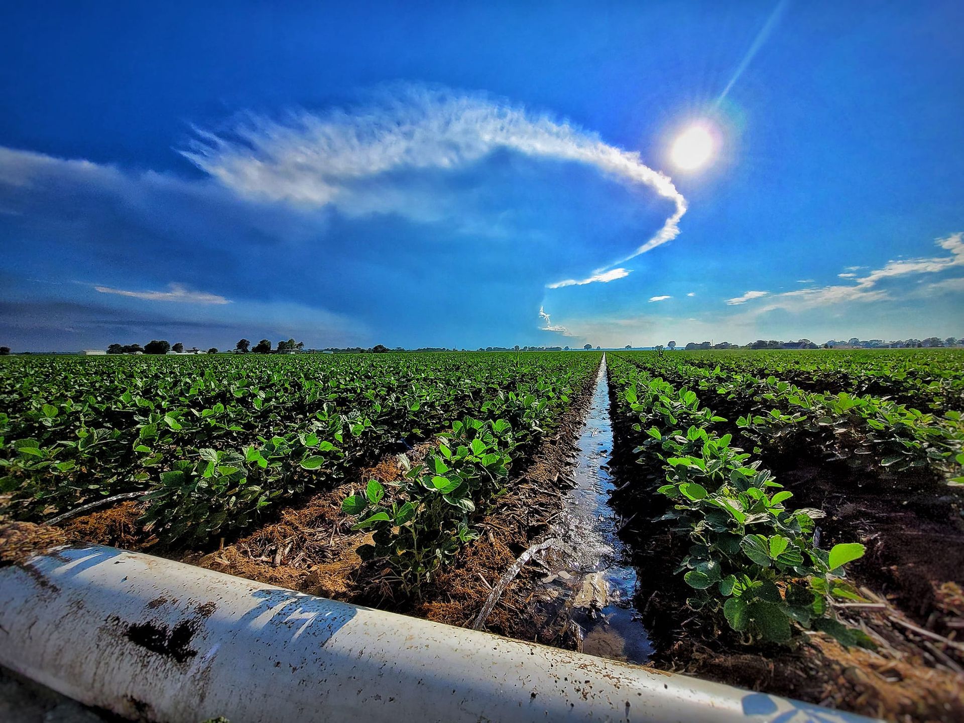A field of plants with a pipe in the middle of it