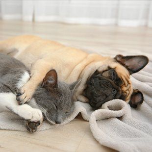 Dog and cat sleeping