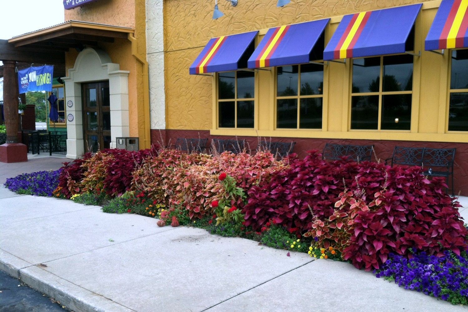 A restaurant with purple and yellow awnings on the windows