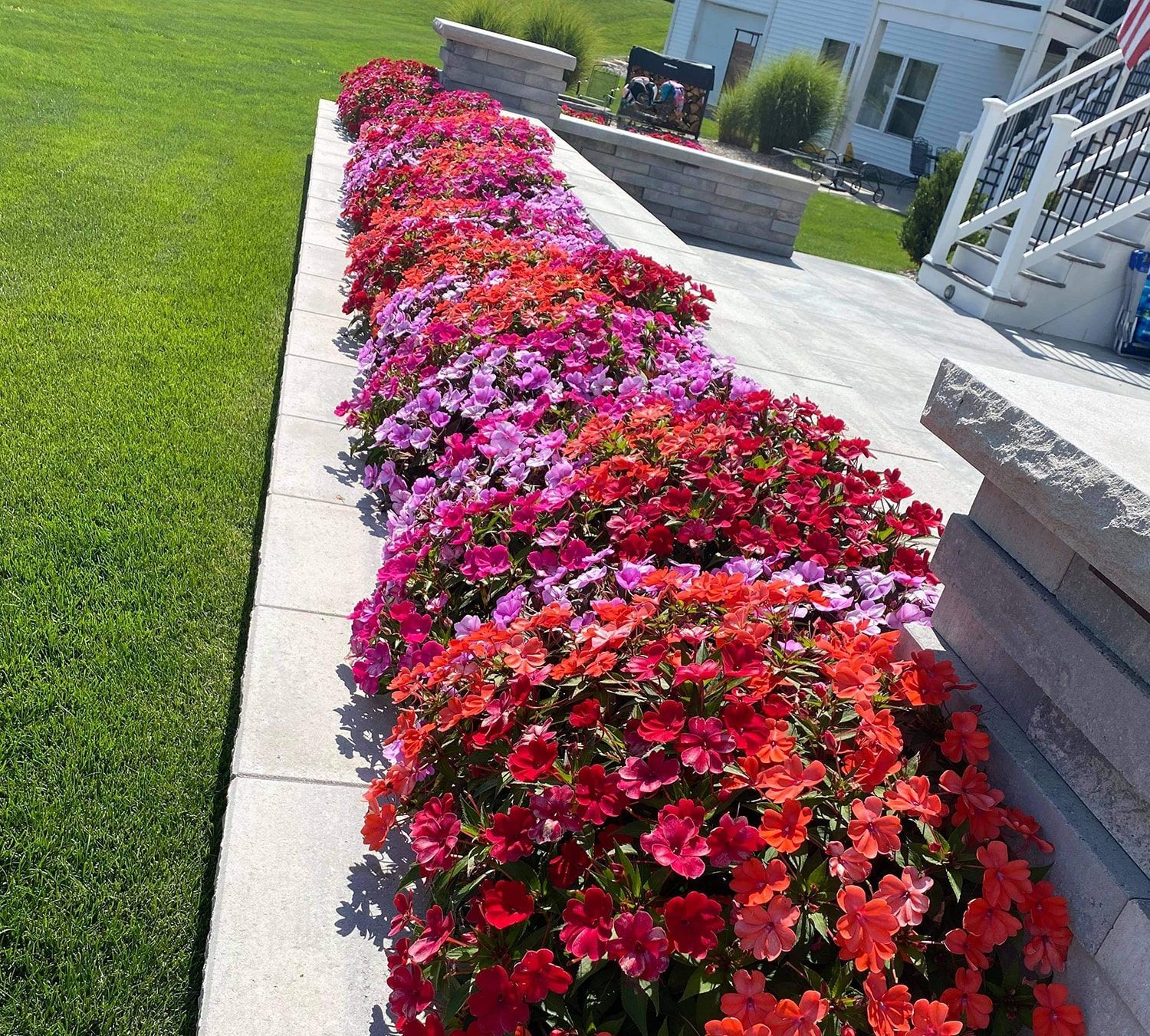 A row of red and purple flowers on a sidewalk