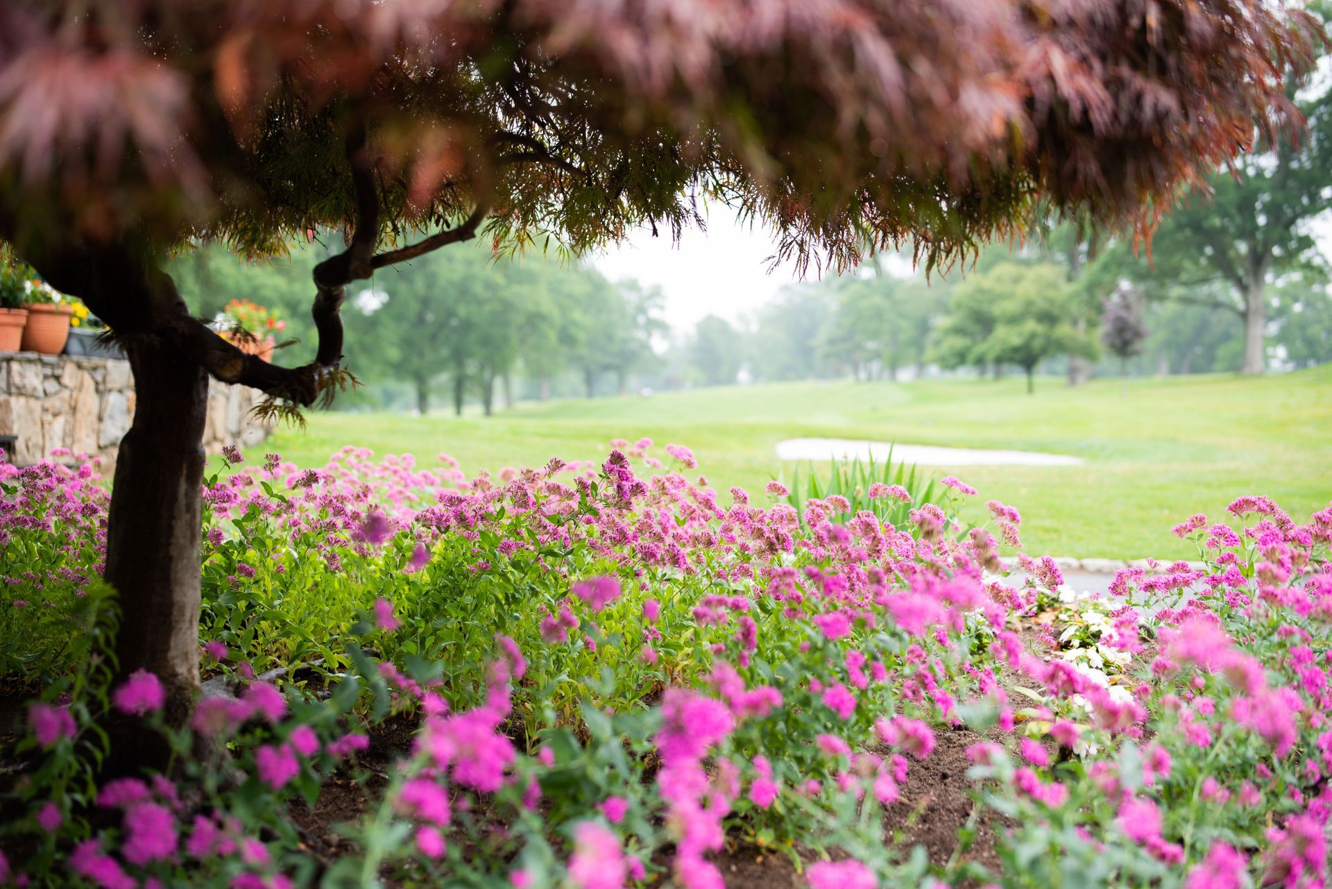 Pink flowers and a tree frame a golf course with green grass and trees in the distance.