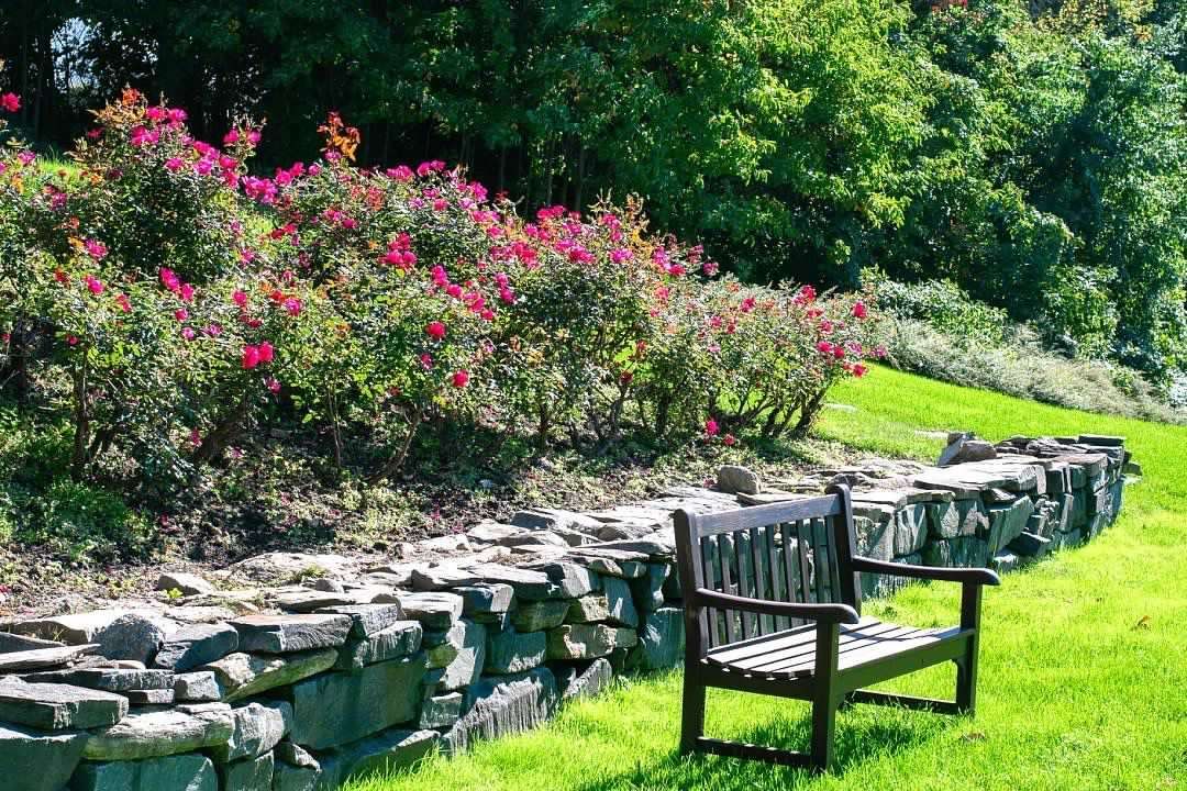 Wooden bench beside a stone wall and blooming rose bushes in a sunny garden.